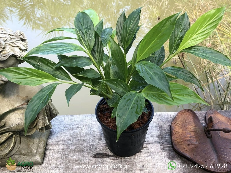 Alpinia-purpurata-White-Ginger1