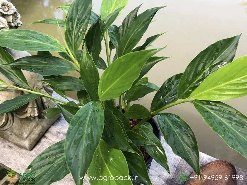 Alpinia-purpurata-White-Ginger2