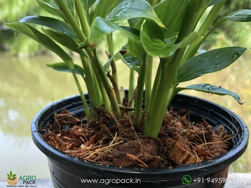 Alpinia-purpurata-White-Ginger3