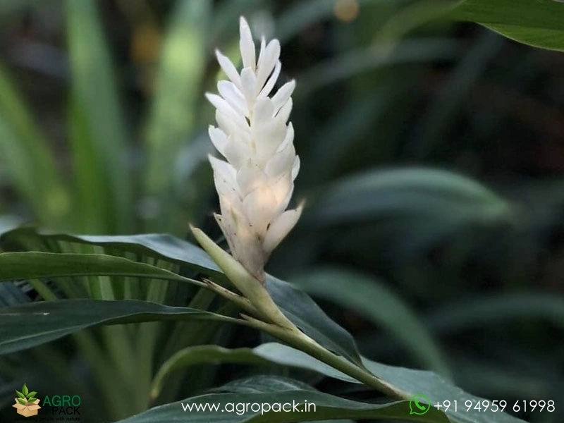 Alpinia-purpurata-White-Ginger4