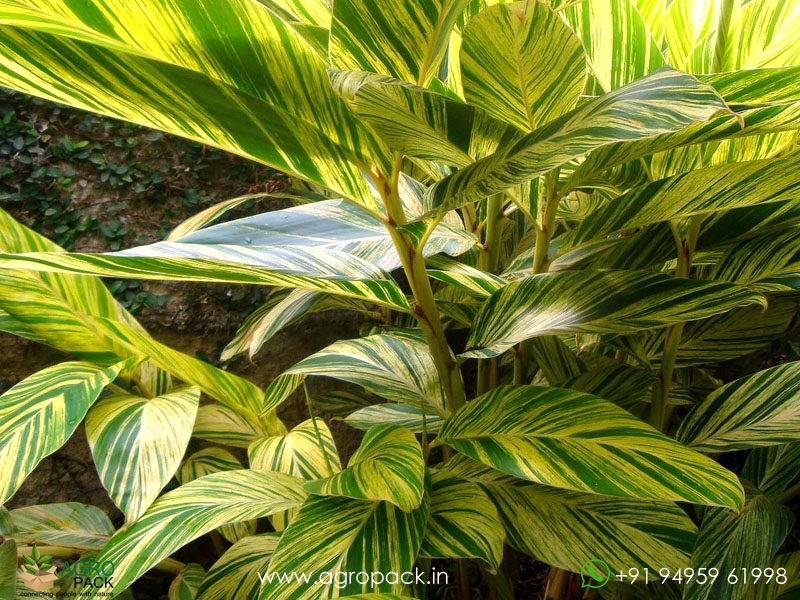 Alpinia-zerumbet-Variegata1