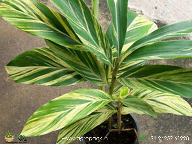 Alpinia-zerumbet-Variegata2