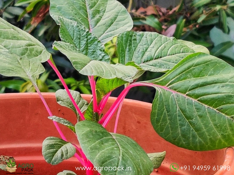 Amaranthus-Pink-Beauty-Sundari2