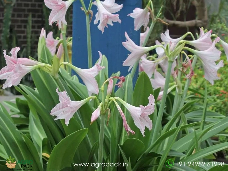 Amaryllis-Pink-Hippeastrum-Reticulatum1