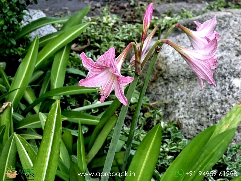 Amaryllis-Pink-Hippeastrum-Reticulatum3