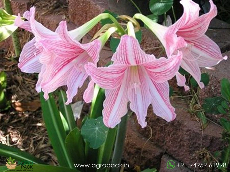 Amaryllis-Pink-Hippeastrum-Reticulatum4