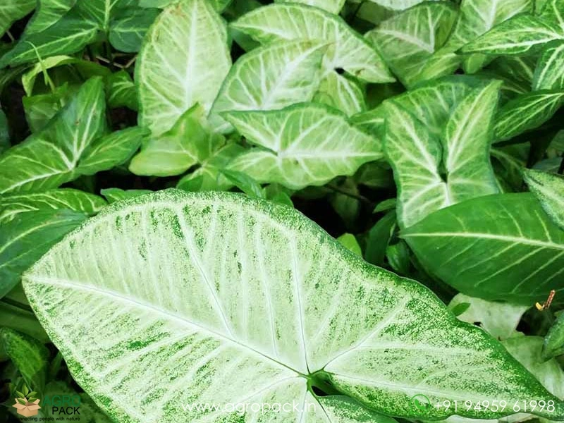 American-Evergreen-Indoor2