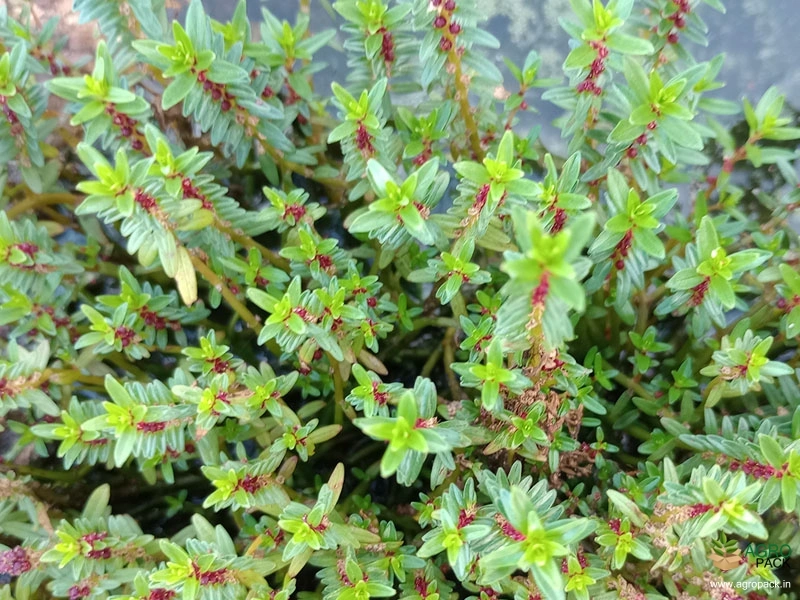 Ammannia-multiflora3
