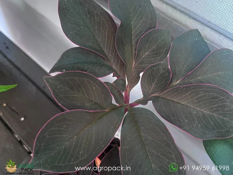 Amorphophallus-atroviridis-Voodoo-Lily1