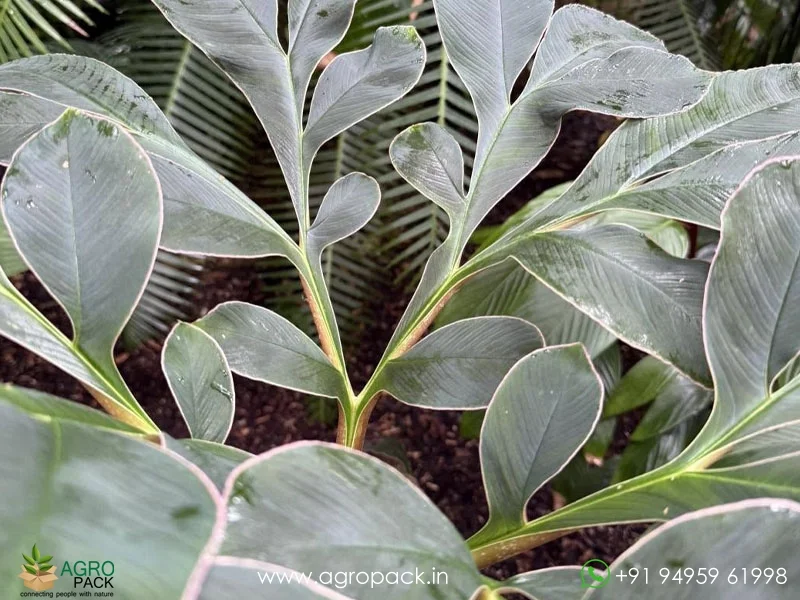 Amorphophallus-atroviridis-Voodoo-Lily2