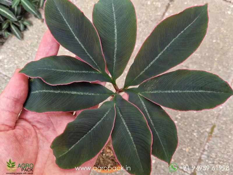 Amorphophallus-atroviridis-Voodoo-Lily3