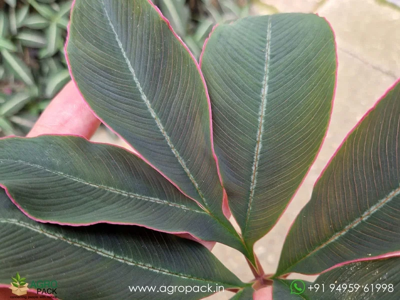 Amorphophallus-atroviridis-Voodoo-Lily4