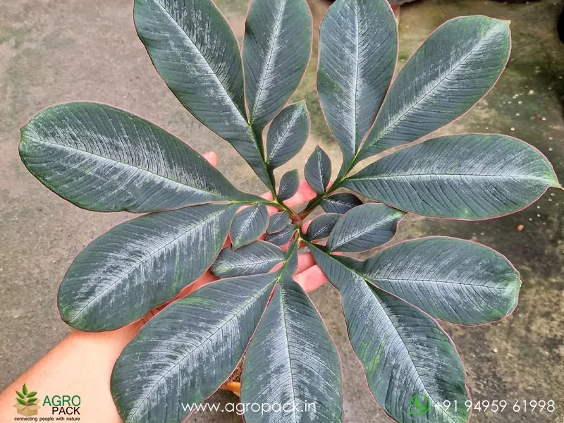 Amorphophallus-atroviridis-Voodoo-Lily5