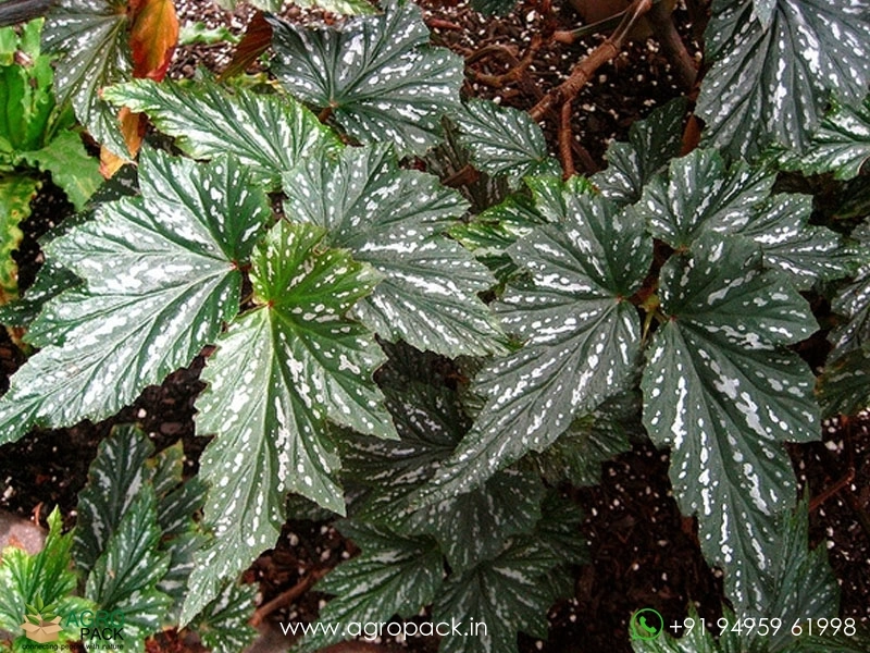Angel-Wing-Begonia1