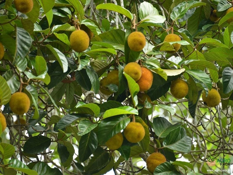Anjili-Chakka2