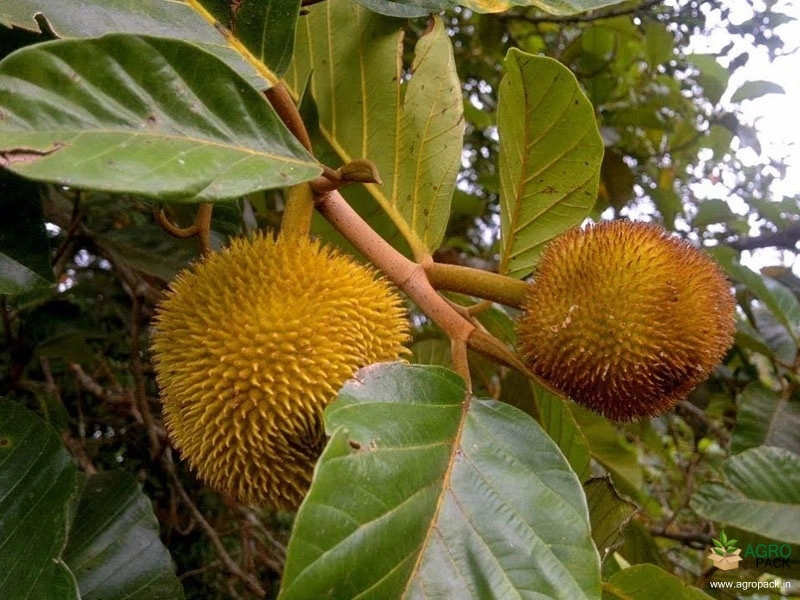 Anjili-Chakka3
