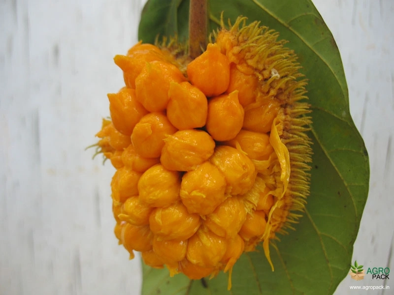 Anjili-Chakka4