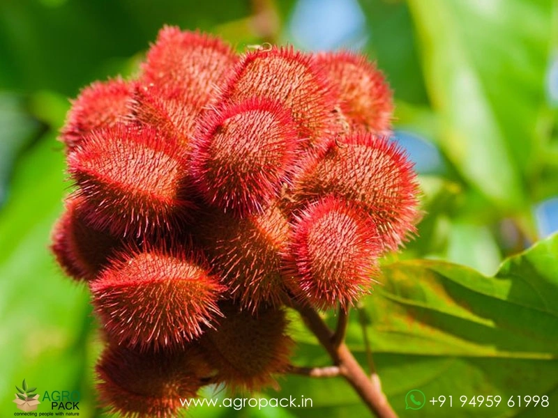 Annatto1