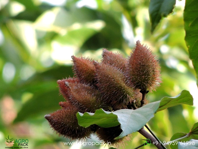 Annatto5