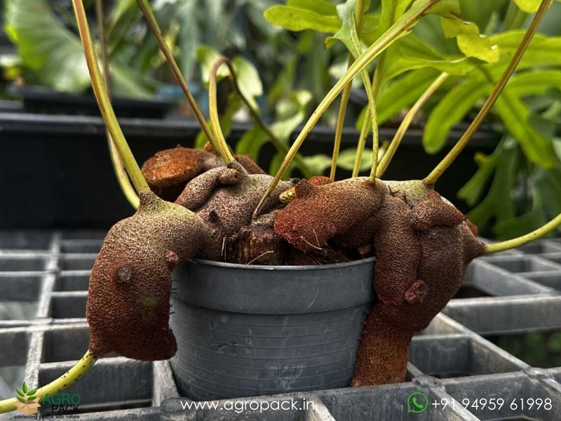 Ant-Fern-Lecanopteris-deparioides2