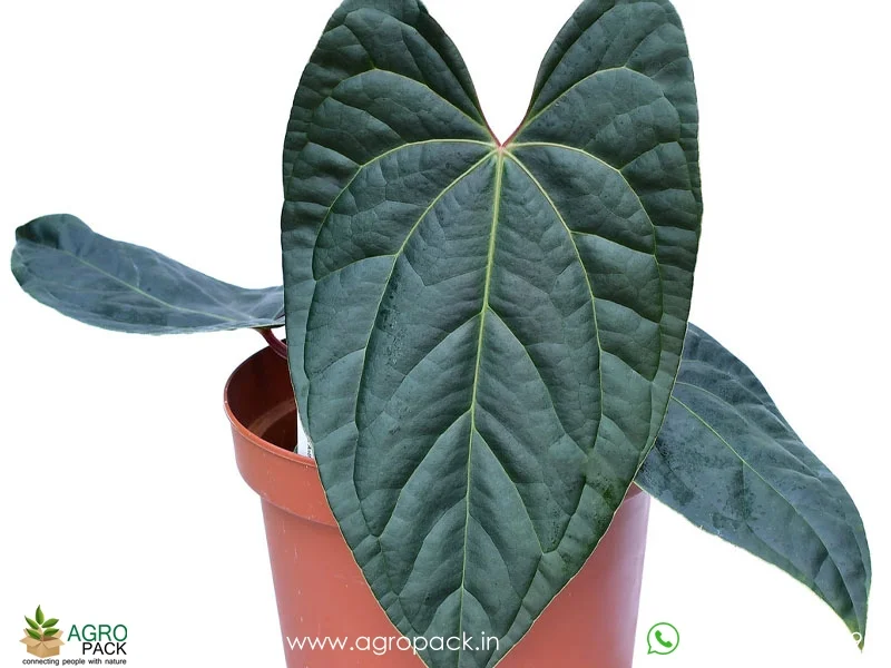 Anthurium-Amazon-Diamond1