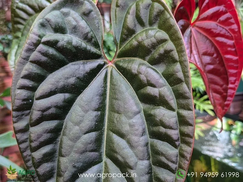 Anthurium-Amazon-Diamond2