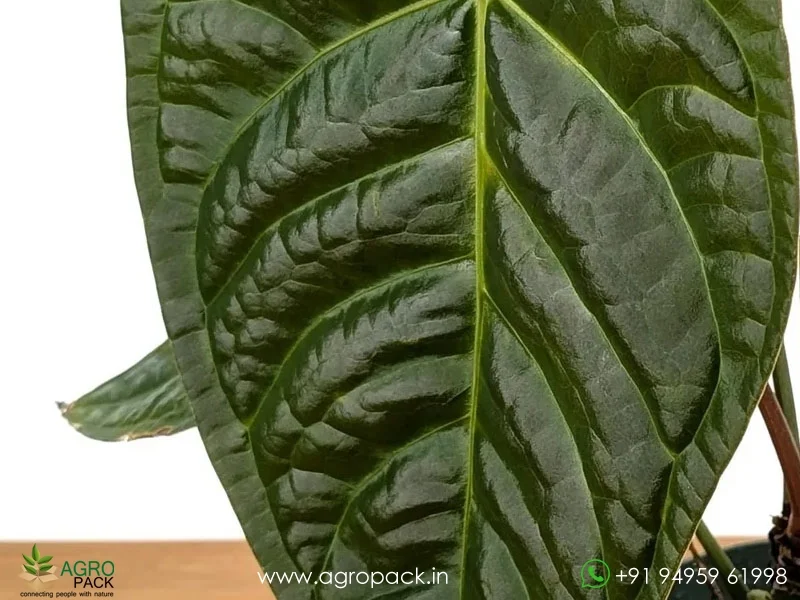 Anthurium Amazon Diamond Plant For Sale In India | Online plant