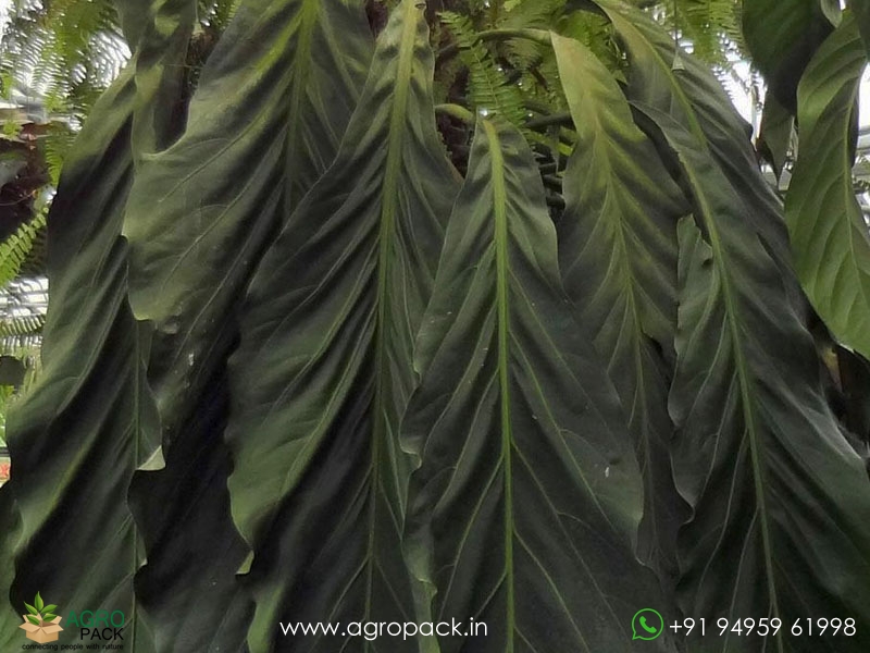 Anthurium-Big-Bill3