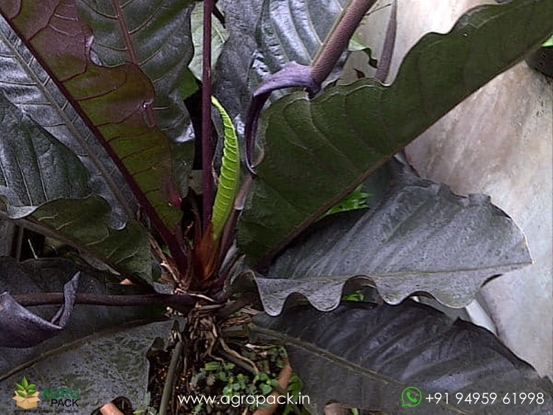 prayer plant indoor Maranta leuconeura (Lemon Prayer Plant)