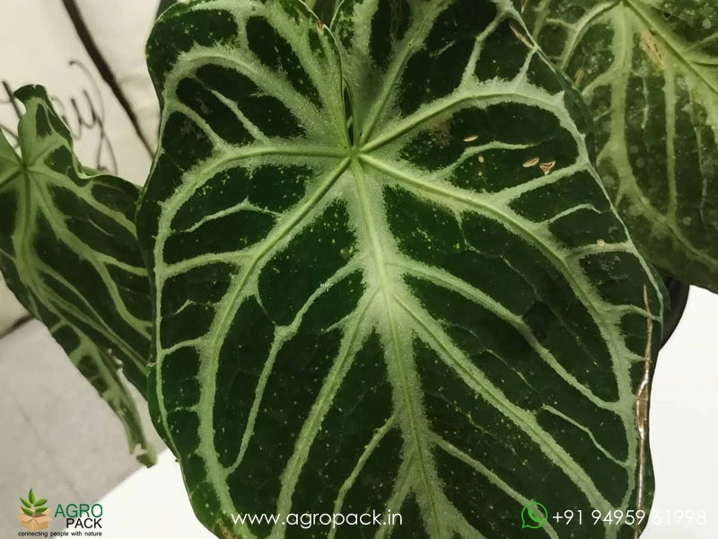 plant food for fiddle leaf fig Liquid Fertilizer for Fiddle Leaf Figs