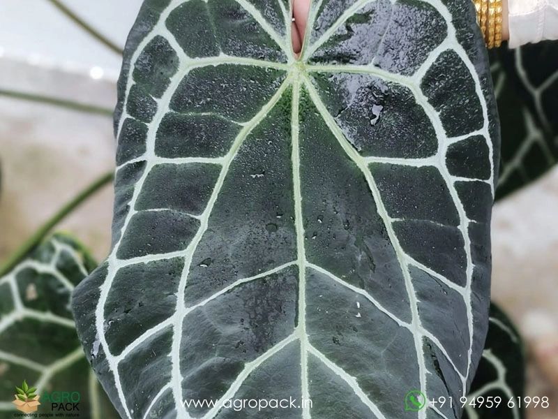 Anthurium-Crystallinum-Dark-Narrow1