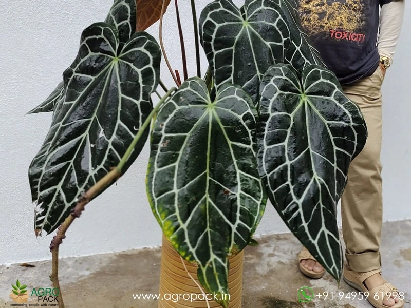 Anthurium-Crystallinum-Dark-Narrow2