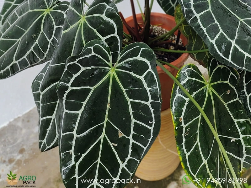 Anthurium-Crystallinum-Dark-Narrow3