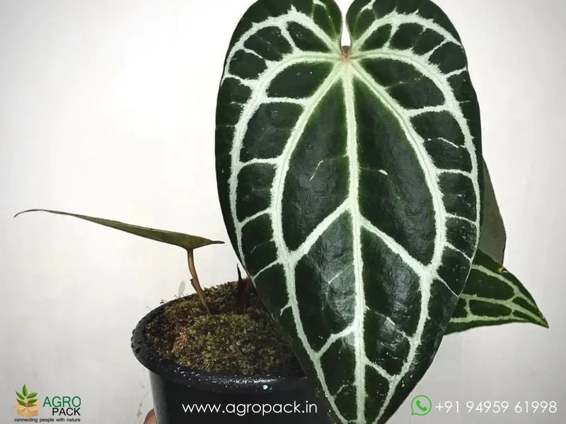 Anthurium-Crystallinum-Dark-Narrow4