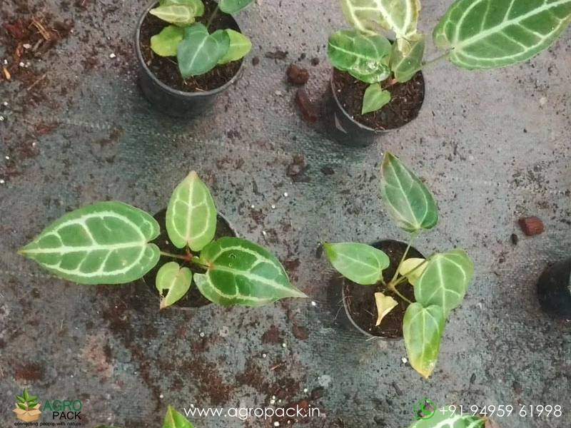 Anthurium-Crystallinum-Dark-Narrow5