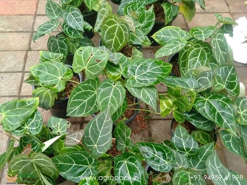 Anthurium-Crystallinum-Miniature1