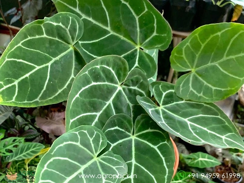 agave filifera subsp. schidigera Buy Agave Filifera Schidigera | Easy-Care Succulent main image 1