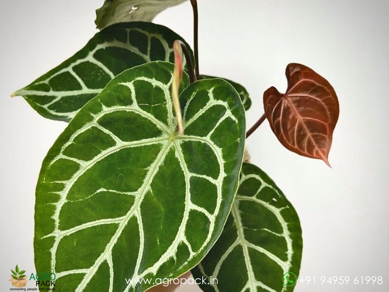 Anthurium-Crystallinum1