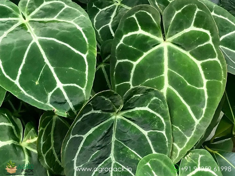 Anthurium-Crystallinum3