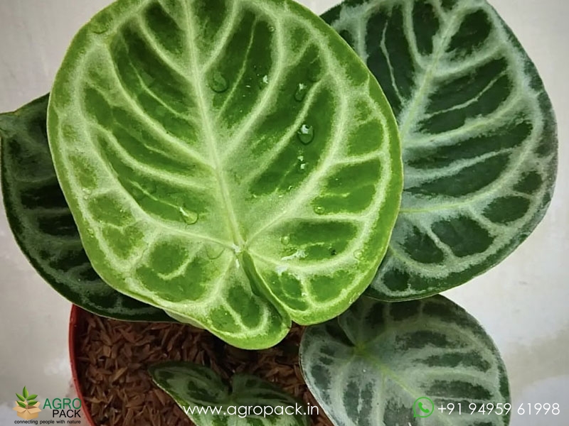 Anthurium-Dorayaki3