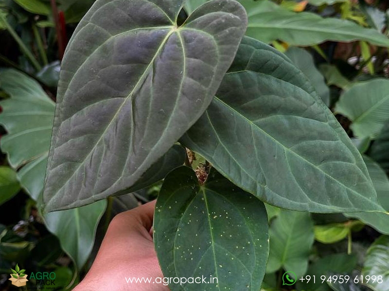 Anthurium-Dressleri1
