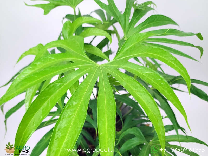 Anthurium-Fingers1
