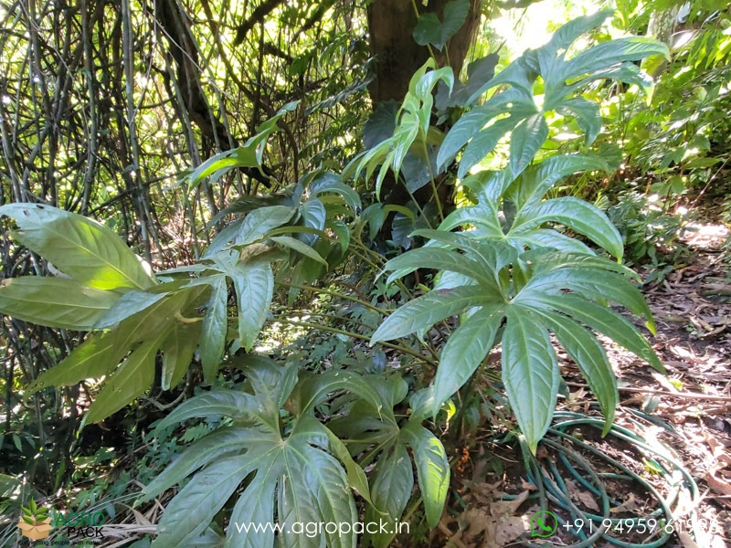 Anthurium-Fingers2