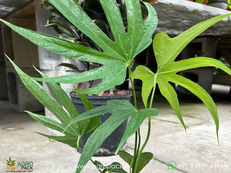 Anthurium-Fingers3