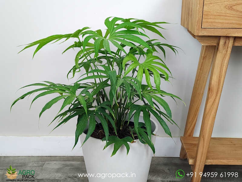 Anthurium-Fingers4