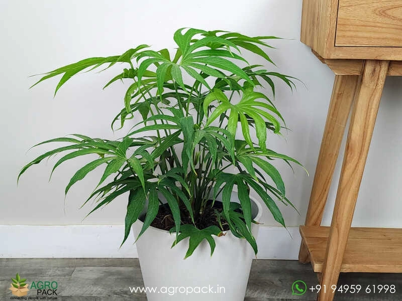 Anthurium-Fingers4
