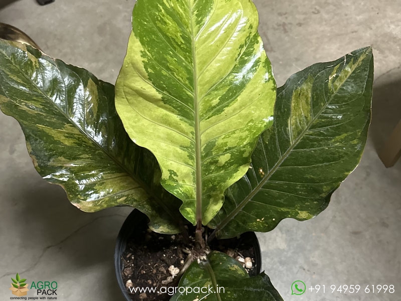 Anthurium-Hookeri-Variegata1