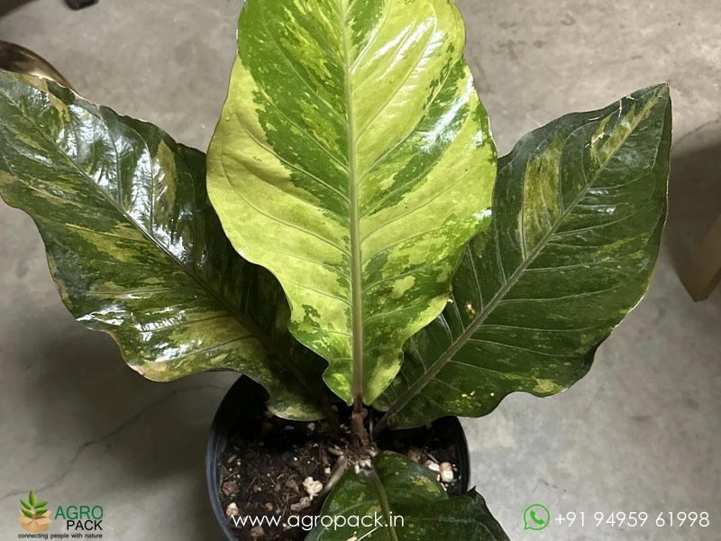 Anthurium-Hookeri-Variegata1