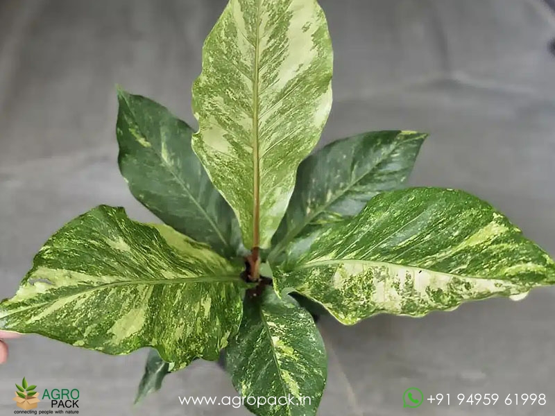 Anthurium-Hookeri-Variegata2