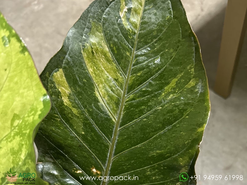 Anthurium-Hookeri-Variegata3